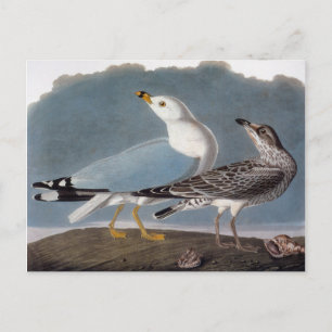Audubon: Ring-Billed Gull Postcard