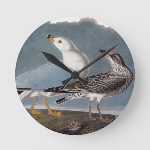 Audubon Ring_Billed Gull Round Clock