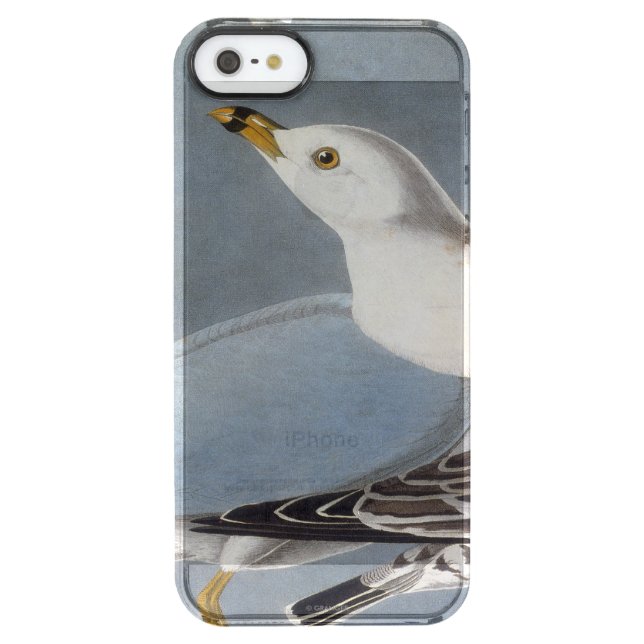 Audubon: Ring-Billed Gull Uncommon iPhone Case (Back)