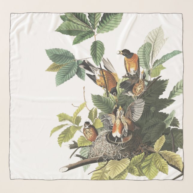 Audubon Robin Birds Wildlife Nests Chiffon Scarf (Front (Horizontal))