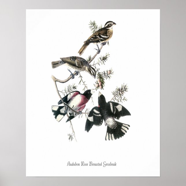 Audubon Rose Breasted Grosbeak Bird Poster (Front)