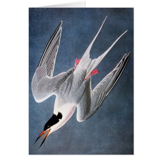 Audubon: Roseate Tern Cards (Front)