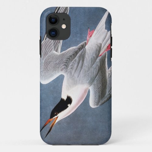 Audubon Roseate Tern iPhone 11 Case