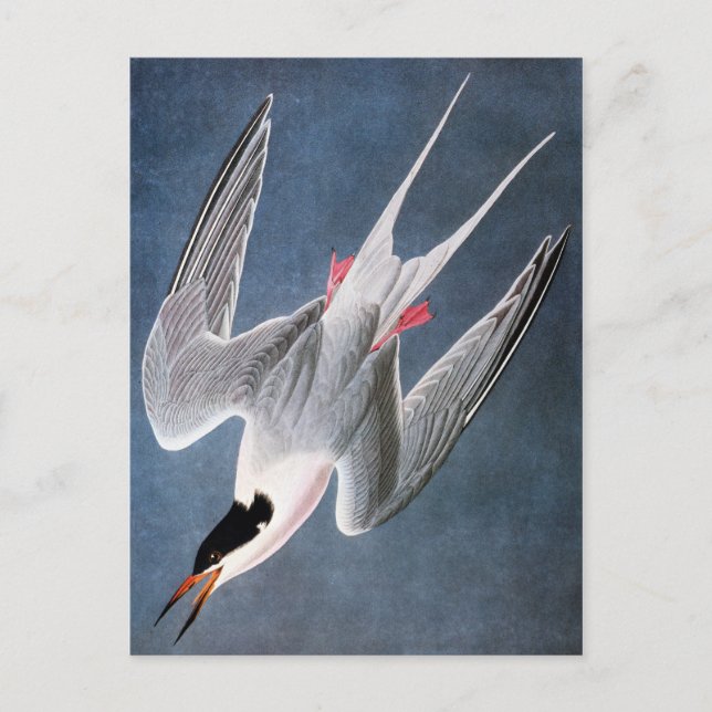 Audubon: Roseate Tern Postcard (Front)