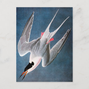 Audubon: Roseate Tern Postcard