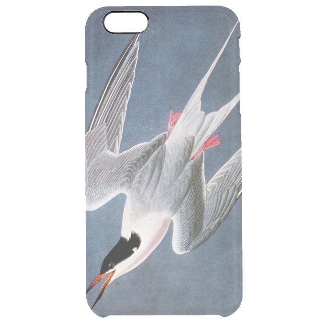 Audubon: Roseate Tern Uncommon iPhone Case (Back)