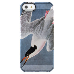 Audubon: Roseate Tern Clear iPhone SE/5/5s Case