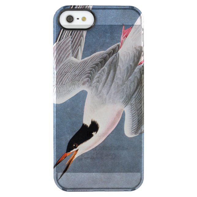 Audubon: Roseate Tern Uncommon iPhone Case (Back)