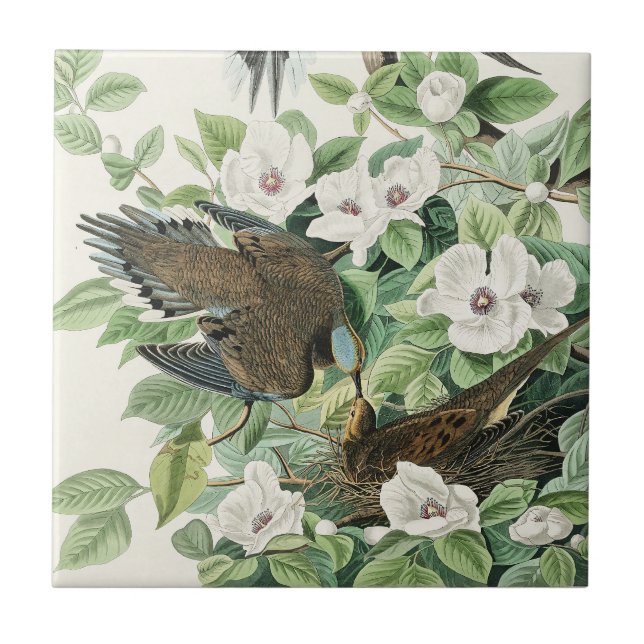 Audubon’s Morning Dove Carolina Pigeon Painting Ceramic Tile (Front)