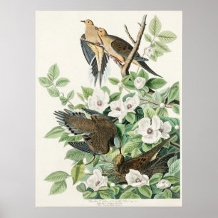 Audubon’s Morning Dove Carolina Pigeon Painting Poster