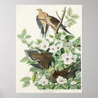 Audubon’s Morning Dove Carolina Pigeon Painting Poster