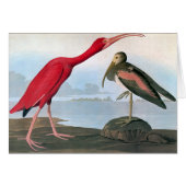 Audubon: Scarlet Ibis (Front Horizontal)