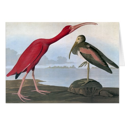 Audubon: Scarlet Ibis Cards (Front Horizontal)
