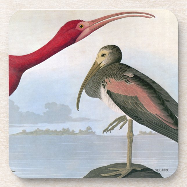 Audubon: Scarlet Ibis Drink Coaster (Front)