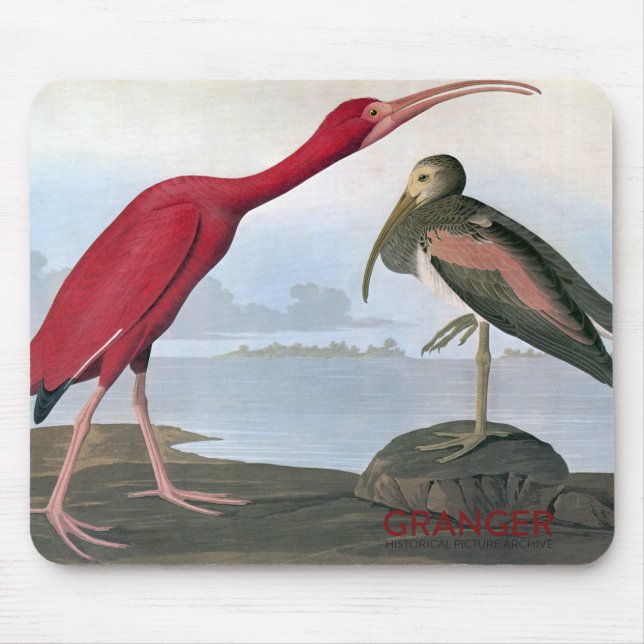 Audubon Scarlet Ibis Mouse Pad (Front)