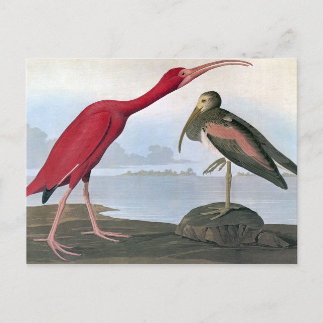 Audubon: Scarlet Ibis Postcard (Front)