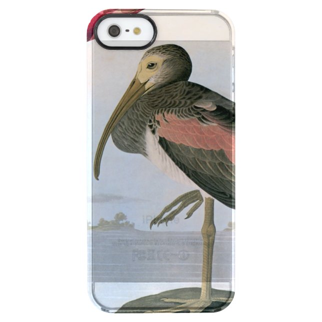 Audubon: Scarlet Ibis Uncommon iPhone Case (Back)