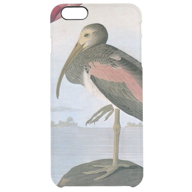 Audubon: Scarlet Ibis Uncommon iPhone Case (Back)