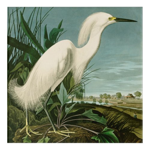 Audubon Snowy Heron White Egret Bird Birding Acrylic Print