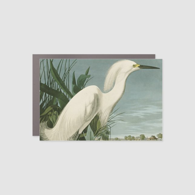 Audubon Snowy Heron White Egret Bird Birding Car Magnet (Front)