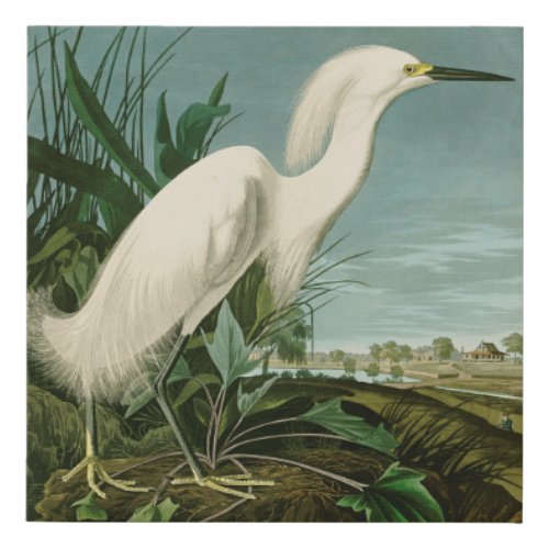 Audubon Snowy Heron White Egret Bird Birding Faux Canvas Print