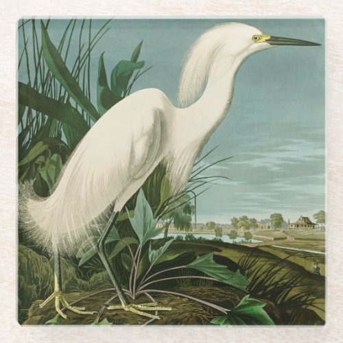 Audubon Snowy Heron White Egret Bird Birding Glass Coaster