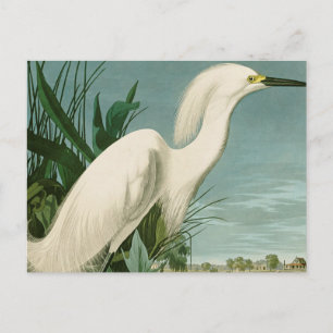 Audubon Snowy Heron White Egret Bird Birding Postcard