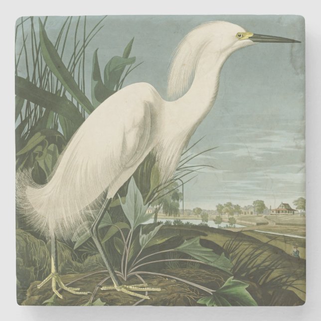 Audubon Snowy Heron White Egret Bird Birding Stone Coaster (Front)