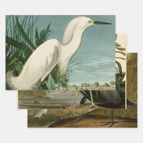 Audubon Snowy Heron White Egret Bird Birding Wrapping Paper Sheets