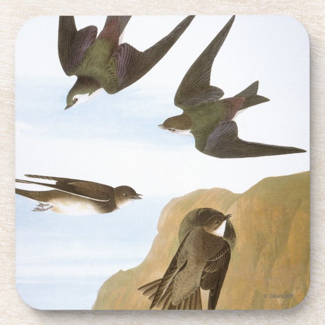 Audubon: Swallows Beverage Coaster (Front)