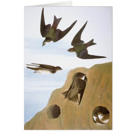 Audubon: Swallows Cards (Front)