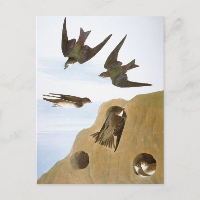 Audubon: Swallows Postcard (Front)