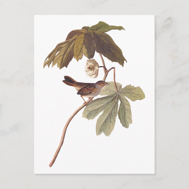 Audubon Swamp Sparrow Bird on Wild Mandrake Postcard (Front)