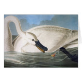Audubon Swan Card (Front Horizontal)