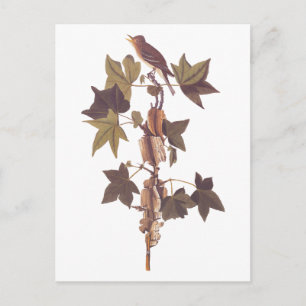 Audubon Traill's Flycatcher Songbird Postcard