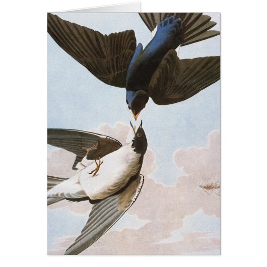 Audubon: Tree Swallow Cards (Front)