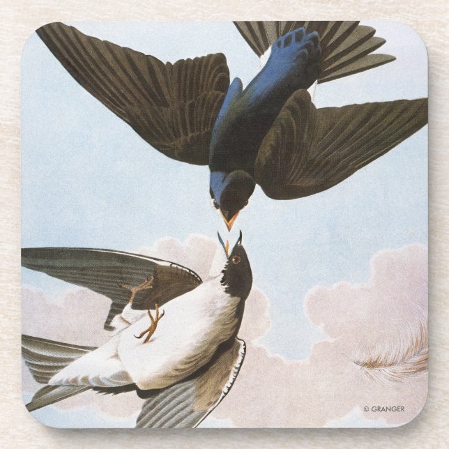 Audubon: Tree Swallow Coaster (Front)