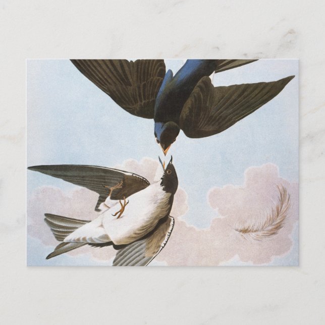 Audubon: Tree Swallow Postcard (Front)