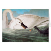 Audubon: Trumpeter Swan (Front Horizontal)