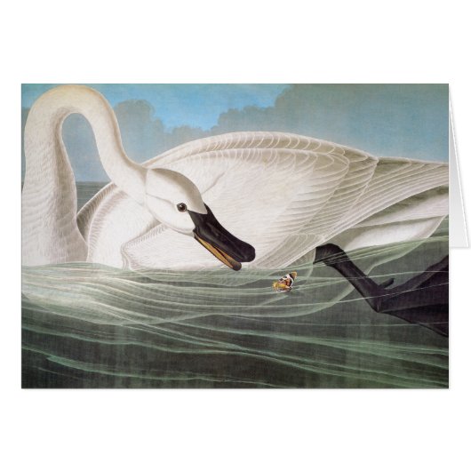 Audubon: Trumpeter Swan Cards (Front Horizontal)