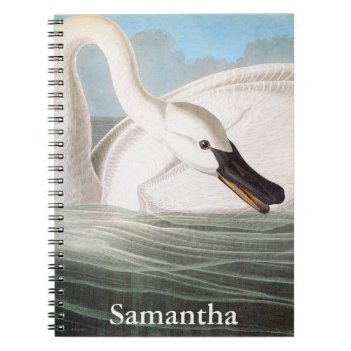 Audubon Trumpeter Swan Notebook