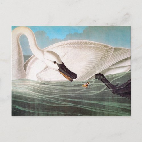 Audubon Trumpeter Swan Postcard