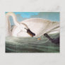 Audubon: Trumpeter Swan Postcard