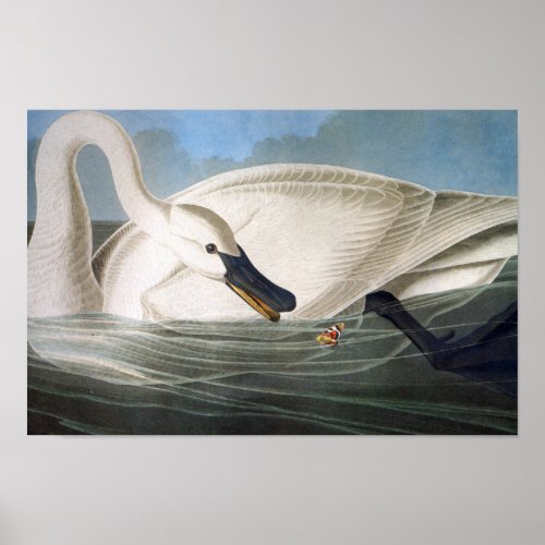 Audubon Trumpeter Swan Print