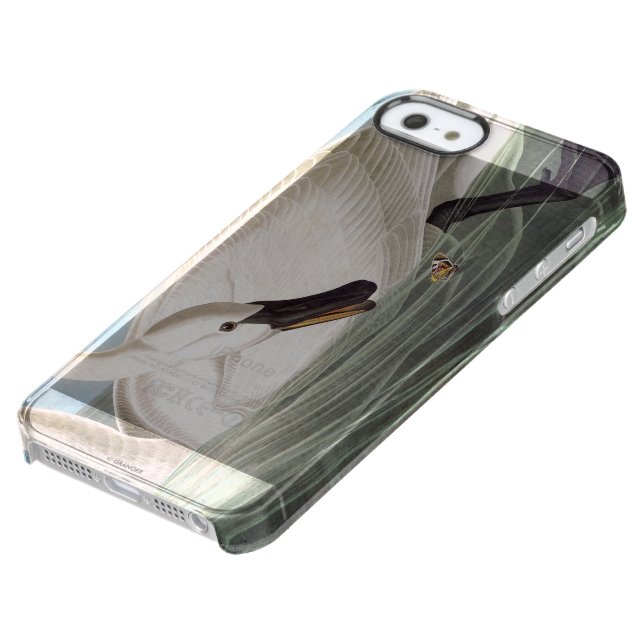 Audubon: Trumpeter Swan Uncommon iPhone Case (Bottom)