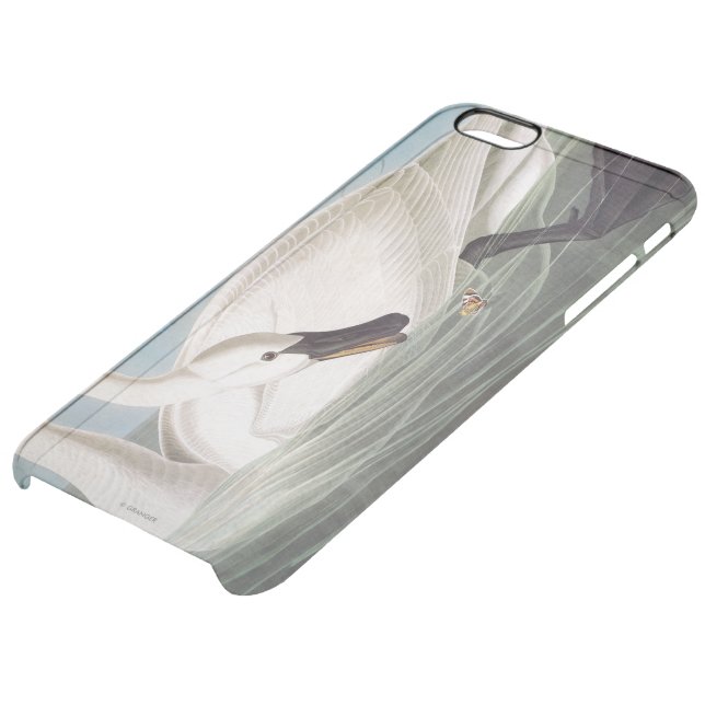 Audubon: Trumpeter Swan Uncommon iPhone Case (Bottom)