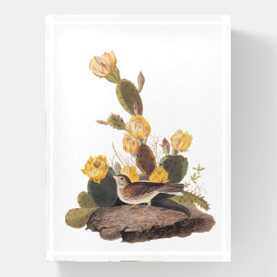 Audubon Vesper Sparrow and Prickly Pear Cactus Paperweight