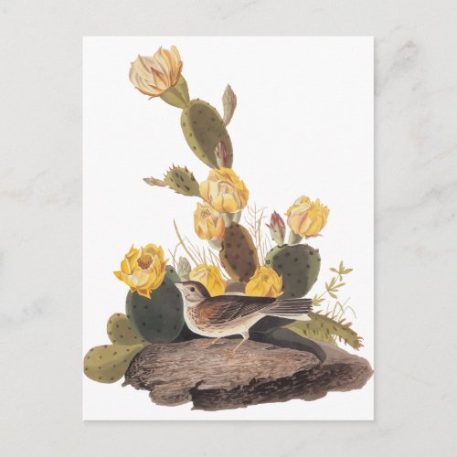 Audubon Vesper Sparrow and Prickly Pear Cactus Postcard