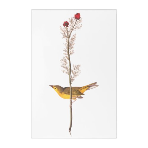 Audubon Vintage Art Selbys Flycatcher Bird