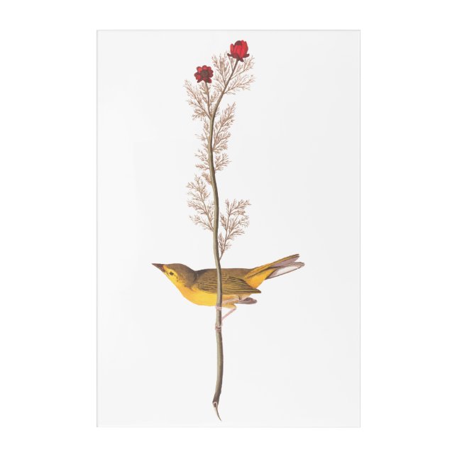 Audubon Vintage Art Selby's Flycatcher Bird (Front)